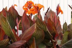 Canna Indica Phasion